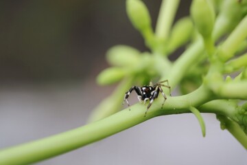 Close-Up of a Jumping Spider on a Green Plant Stem