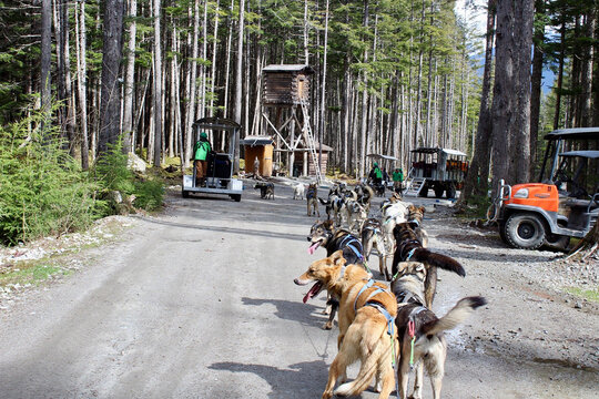Mushing Dogs Huskies Summer Camp Skagway Alaska