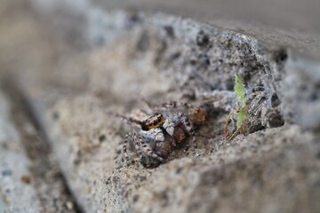 Jumping Spiders on Wall Surfaces Prey on Insect Larvae