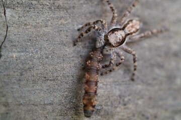 Jumping Spiders on Wall Surfaces Prey on Insect Larvae