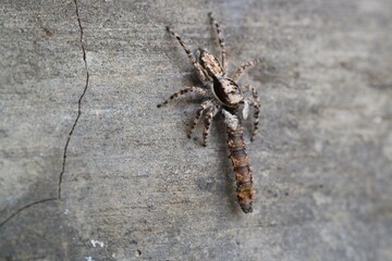 Jumping Spiders on Wall Surfaces Prey on Insect Larvae