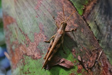 Close-Up of a Grasshopper Perched on a Textured Wooden Surface in Nature