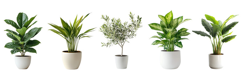 Collection of tree in pot, Modern indoor plant isolated on a transparent background..