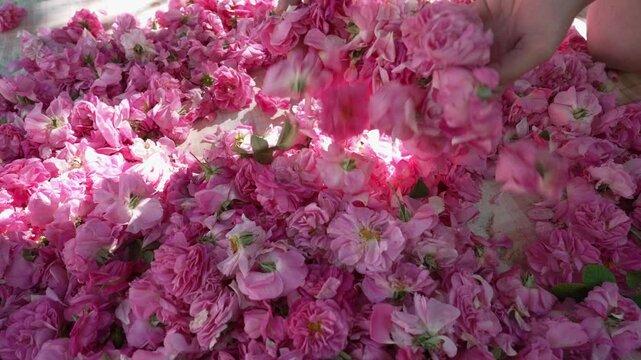 The girl's hands scatter fresh rose petals. Attar of rose. Rose essential oil is extracted through steam distillation
