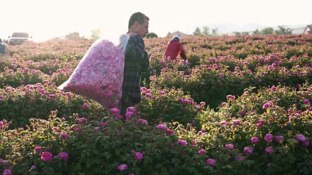 Rose petals are harvested and distilled to derive attar of roses essential oil