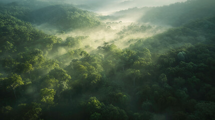 Fototapeta premium Aerial photo of a forest full of green