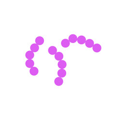 streptococcus pneumoniae bacteria flat style