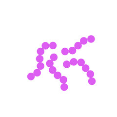 streptococcus pneumoniae bacteria flat style