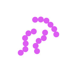 streptococcus pneumoniae bacteria flat style