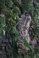 나무 껍질에 자란 이끼