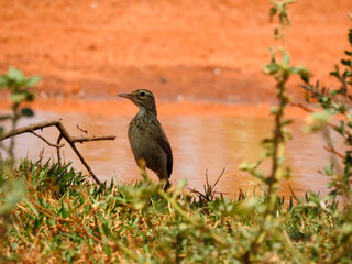 Close-up of a small bird perched on a patch of grass near a shallow body of water. 