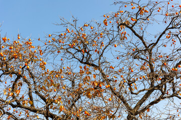 Persimmon tree magpie rice korea