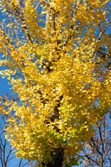 Old ginkgo tree and colored ginkgo leaves