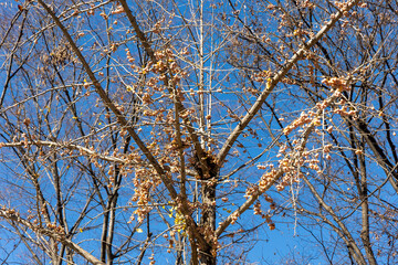 A ginkgo tree with all its leaves fallen