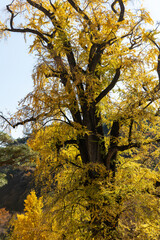 Obraz premium Old ginkgo tree and colored ginkgo leaves