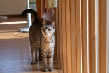 室内を歩く可愛い猫　サバトラ猫	