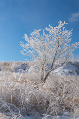 美しい霧氷の木