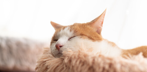 窓辺で眠る可愛い猫　茶トラ白