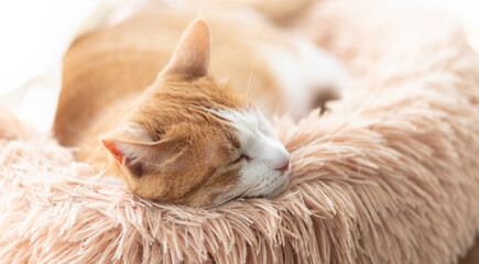 窓辺で眠る可愛い猫　茶トラ白