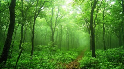 Naklejka premium Lush Green Forest Path Enveloped in Mist