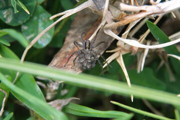 Wolf spider with babies on its back in Cotacachi, Ecuador