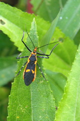 Assassin bug on a leaf in Cotacachi, Ecuador