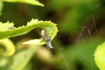 Spider with prey under a leaf in Cotacachi, Ecuador