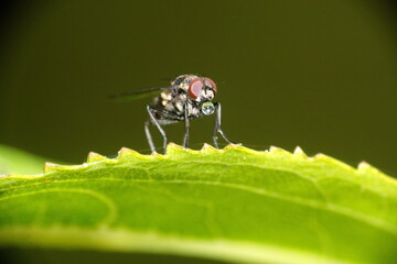 Fly on a leaf in Cotacachi, Ecuador