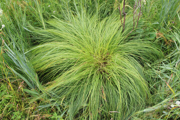 Prairie dropseed at Bunker Hill Woods in Chicago, Illinois © John