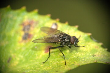 Fly on a leaf in Cotacachi, Ecuador