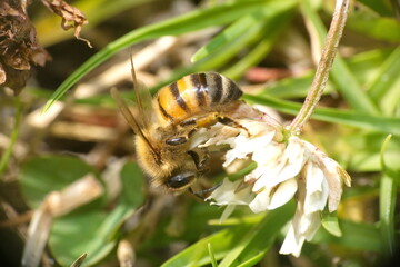 Honey bee on a white clover flower in Cotacachi, Ecuador