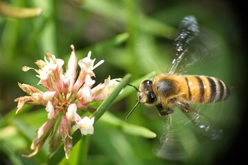 Honey bee on a white clover flower in Cotacachi, Ecuador