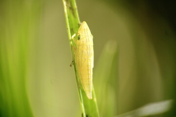 Yellow leafhopper on a blade of grass in Cotacachi, Ecuador