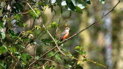 Vermilion flycatcher (Pyrocephalus rubinus) perched in a tree in Cotacachi, Ecuador