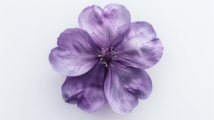 Obraz premium A Stunning Closeup of a Delicate Purple Flower with Intricate Veining