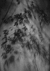 밤에 그림자로 비친 나무 그림자 모습