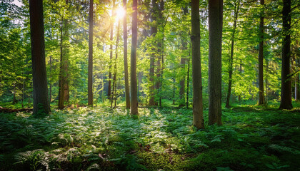 Lush green trees in serene forest with sunlight filtering through leaves, creating tranquil atmosphere