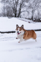 Pembroke Welsh Corgi walking in the snow in the park on a frosty winter day. Jumping, playing, enjoying the snow. Happy dog. Cheerful, fussy dogs. Cynology, training