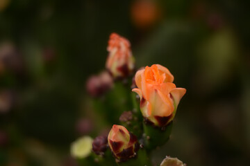 Cactus flower bud,  salmon coloured
