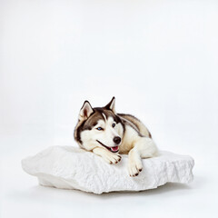 Siberian Husky Relaxing on a White Rock Against a Minimalist Background - obrazy, fototapety, plakaty