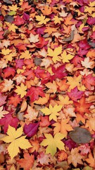 The vibrant colors of autumn leaves create a stunning mosaic on the forest floor.
