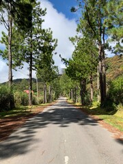 A scenic road stretches through a pine tree forest under a partly cloudy sky in Sabah, Malaysia....
