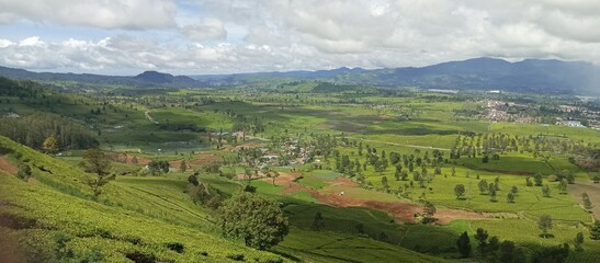 Obraz premium Green tea leaves and mountain mist