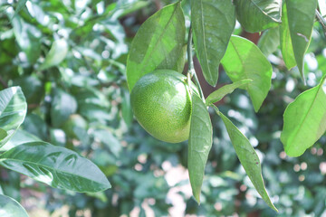 green mandarin on tree