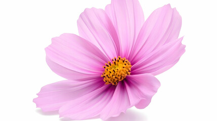 Fototapeta premium Pink cosmos flower, studio shot, white background, floral design