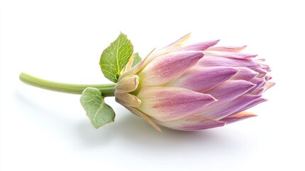 Fototapeta premium Pink Dahlia Bud, Studio Shot, White Background, Floral Design