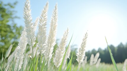 Fototapeta premium White Grass Flowers in Sunny Meadow