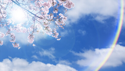 満開の桜の花とつぼみ　入学・入園・入社・新生活　春の背景　日本晴れの青空と雲　お祝いの壁紙 太陽の日差しとレンズフレア