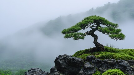 Serene bonsai tree amidst misty mountain landscape