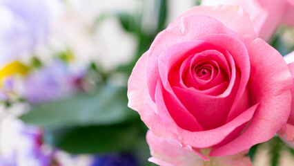 鮮やかに咲き誇るピンクのバラ